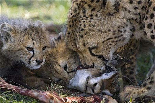 印度豹,猎豹,星期,老,幼兽,母兽,汤氏瞪羚,杀,马赛马拉,自然保护区,肯尼亚