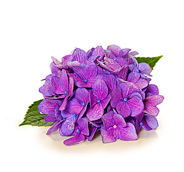 紫罗兰,绣球花,隔绝