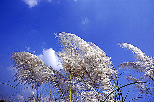 花,秋季,孟加拉,孙德尔本斯地区,库尔纳市,十一月,2005年
