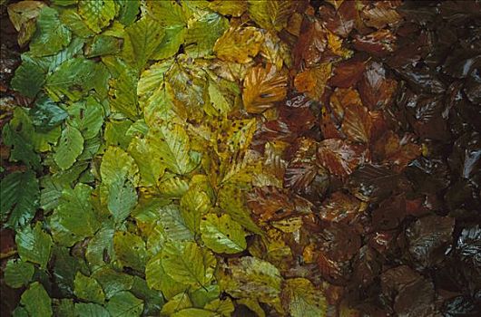 欧洲山毛榉,叶子,展示,改变,彩色,秋天,雅斯蒙德国家公园,德国