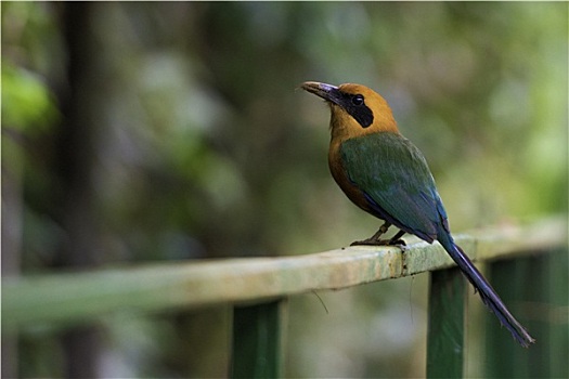 野生动物,哥斯达黎加