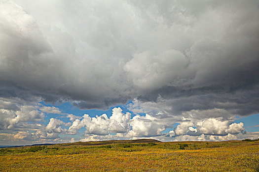 积云,高处,苔原,德纳里峰国家公园,阿拉斯加