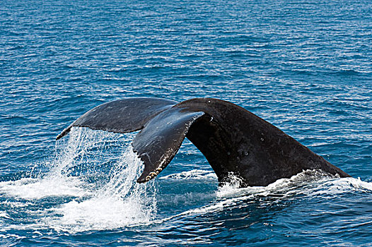 驼背鲸,大翅鲸属,鲸鱼,南方,巴伊亚,巴西