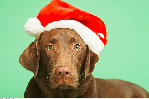 狗,戴着,圣诞节,无边帽