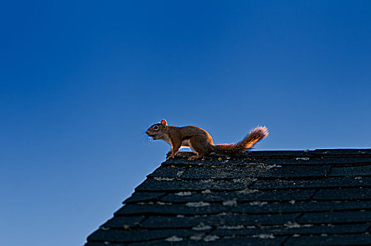 松鼠,房子,屋顶,晴天,白天