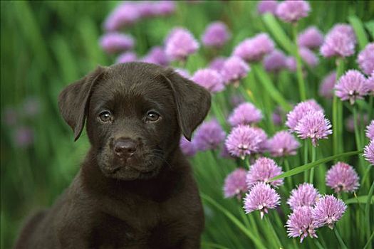 巧克力拉布拉多犬,狗,肖像,小狗,坐,靠近,盛开,细香葱,香草园
