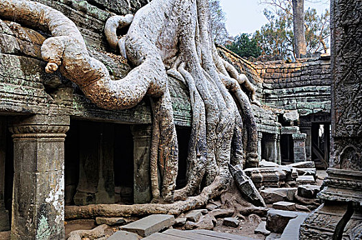 柬埔寨,收获,吴哥,大树,根部,上方,建筑,庙宇,建造,12世纪