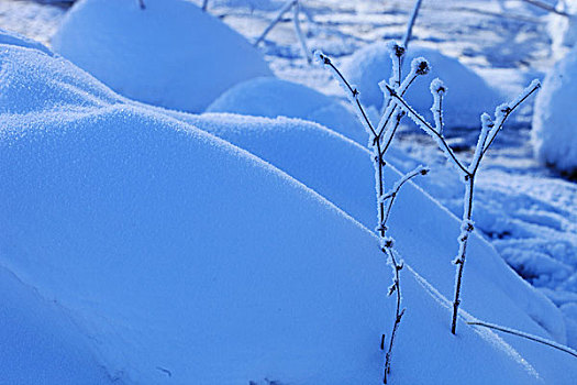 草原湿地雪景