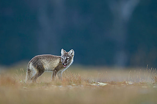 北极狐,狐属,小动物,扭头,落下,挪威,欧洲
