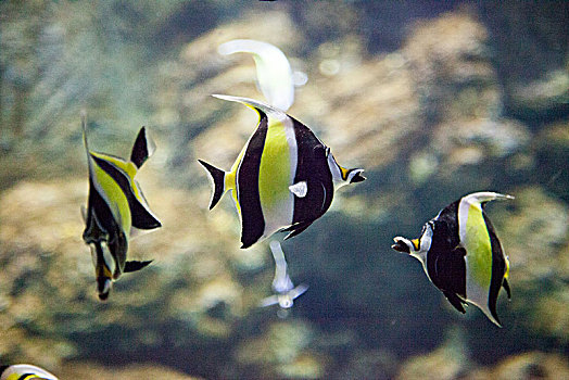 海洋鱼类小丑鱼蝴蝶鱼