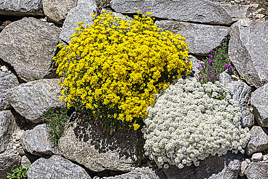 岩石花园,花,垫子,黄色,白色