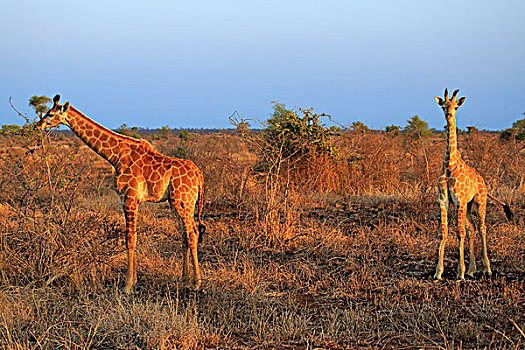 南非,长颈鹿,两个,幼小,进食,克鲁格国家公园,非洲