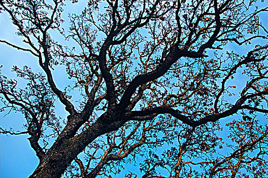 橡树,图案,枝条,天空,不列颠哥伦比亚省,加拿大