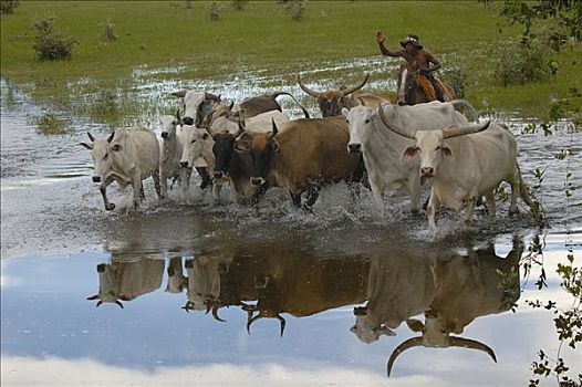 家牛,群体,圈拢,牛仔,拉拽,牛,手推车,洪水,巴西