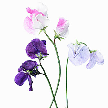 特写,多样,紫花