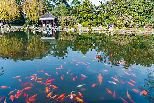 杭州西湖景区花港观鱼