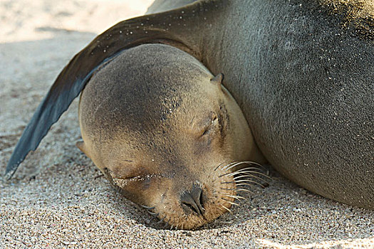 加拉帕戈斯,海狗,毛海狮,睡觉,沙子