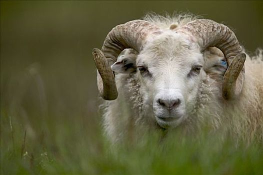家羊,绵羊,公羊,东海岸,冰岛