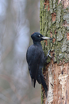 黑啄木鸟,寻找,食物,枯木树干,石南,水塘,风景,萨克森,德国,欧洲