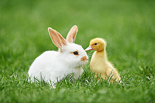 小鸭子,幼兽,驯服,兔子,牧场,春天,普拉蒂纳特,巴伐利亚,德国