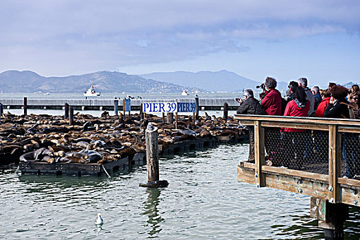 海狮,渔人码头,旧金山,美国