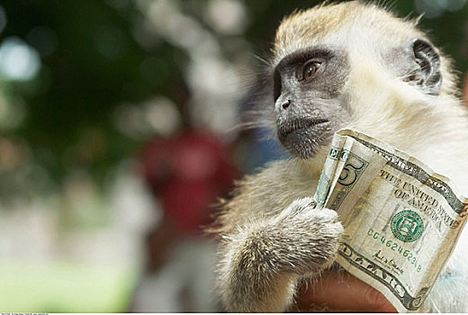 猴子,拿着,5美元