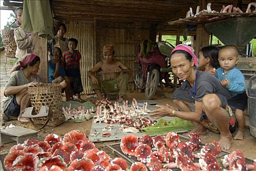 女人,阿卡族,部落,递送,清新,蘑菇,省,老挝,东南亚