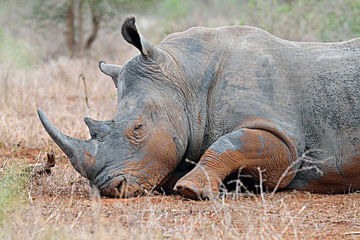 白犀牛,白犀,躺下,睡觉,遮盖,飞虫,克鲁格国家公园,南非,非洲