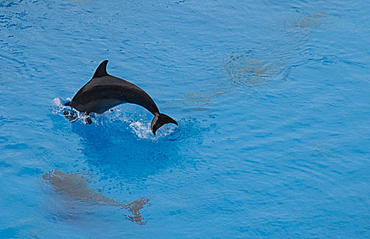 长隆海洋世界海豚