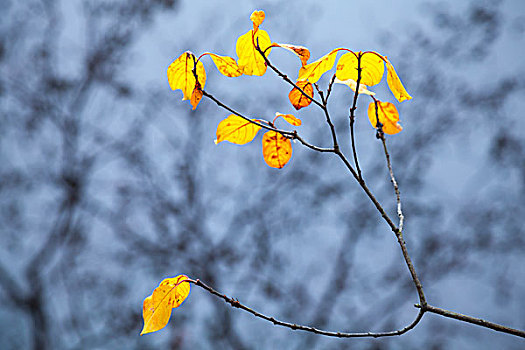 秋天,黄叶,沿岸,树,反射,寒冷,蓝色,安静,湖水