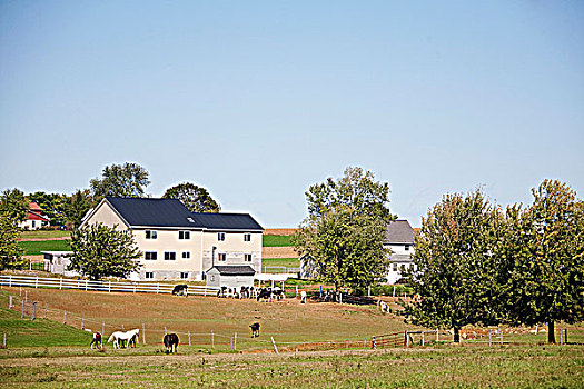 母牛,马,土地,农场,兰卡斯特,宾夕法尼亚,美国