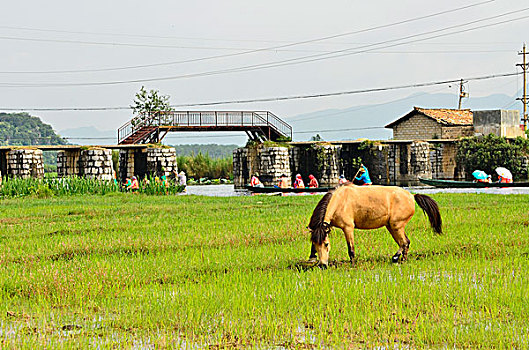 马