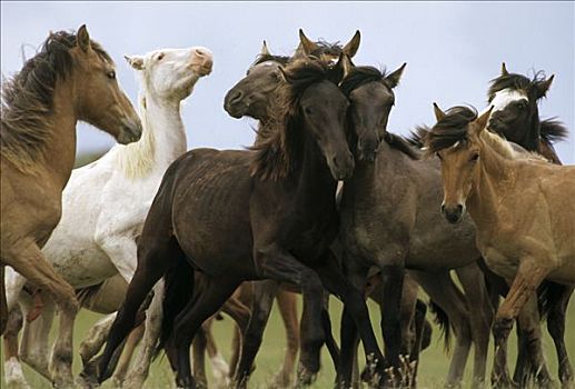 马,幼兽,幼仔,带,放牧,玩,争斗,一起,靠近,北方,怀俄明