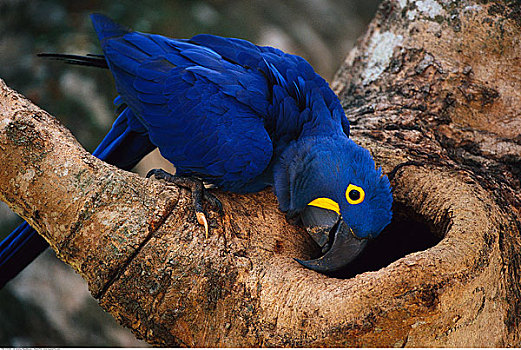 紫蓝金刚鹦鹉,树上,潘塔纳尔,巴西