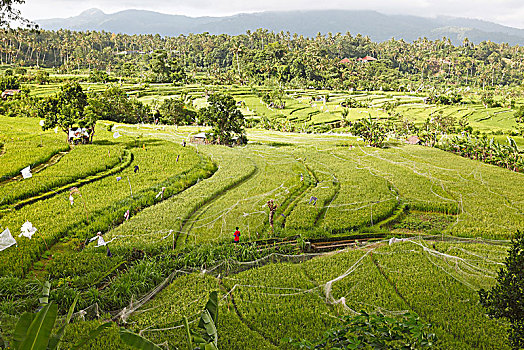 稻田,防护,网,巴厘岛,印度尼西亚,亚洲