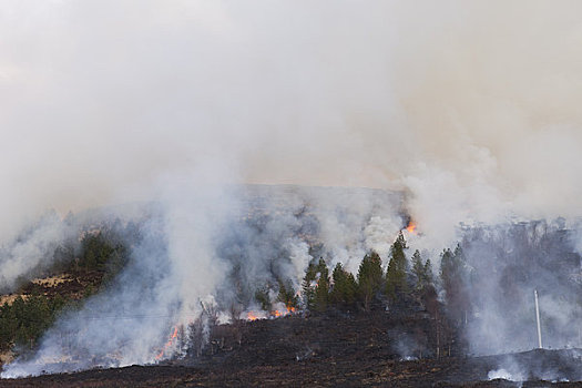 烟囱,森林火灾,高地地区,苏格兰