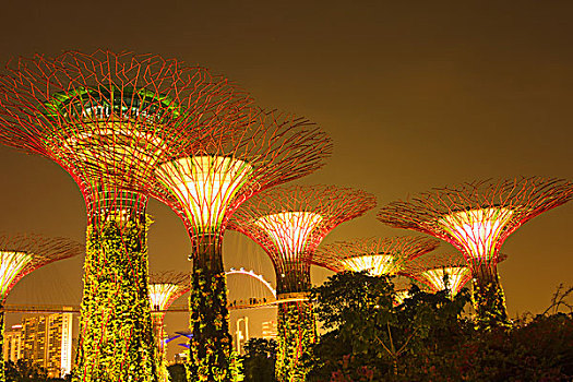 花园,湾,夜晚,新加坡,亚洲