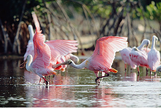 粉红琵鹭,国家野生动植物保护区,佛罗里达,美国
