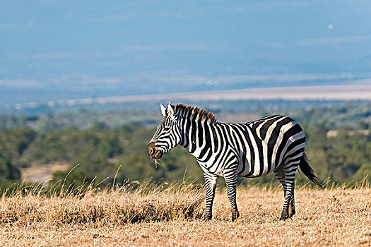 平原斑马,自然保护区,肯尼亚,非洲