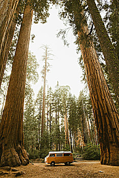 野营车,美洲杉,红杉国家公园,加利福尼亚,美国