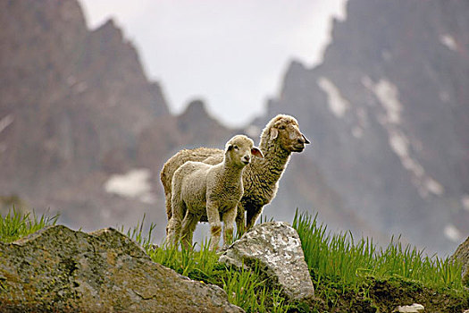 绵羊,山峦
