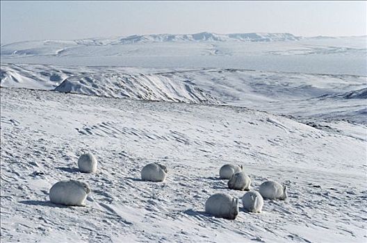 北极兔,兔属,群,冬天,外套,艾利斯摩尔岛,加拿大