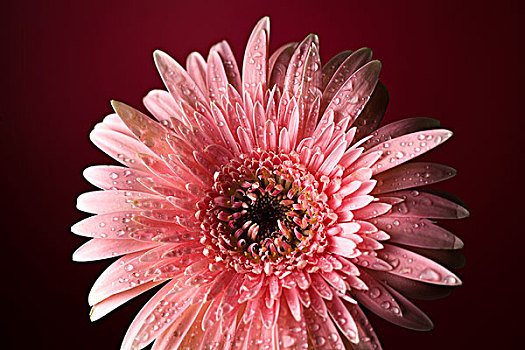一朵粉红色菊花,特写