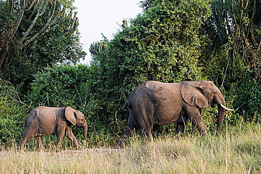 非洲,大象,母牛,幼兽,靠近,伊丽莎白女王国家公园,乌干达