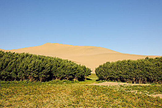 沙漠绿草远山