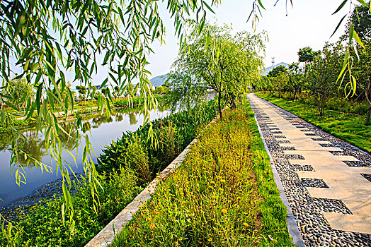 水草,绿化,水畔,水岸,道路,柳树