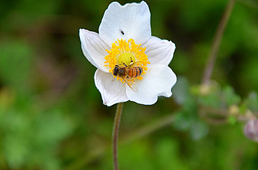 花中蜜蜂,花,蜜蜂,采蜜