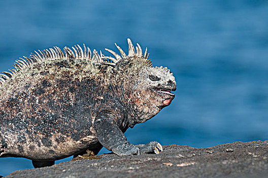海鬣蜥,饲养,头部,张嘴,威胁,展示,加拉帕戈斯群岛,厄瓜多尔