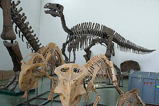 内蒙古博物馆恐龙化石