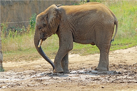 小,非洲象,印第安纳波利斯,动物园